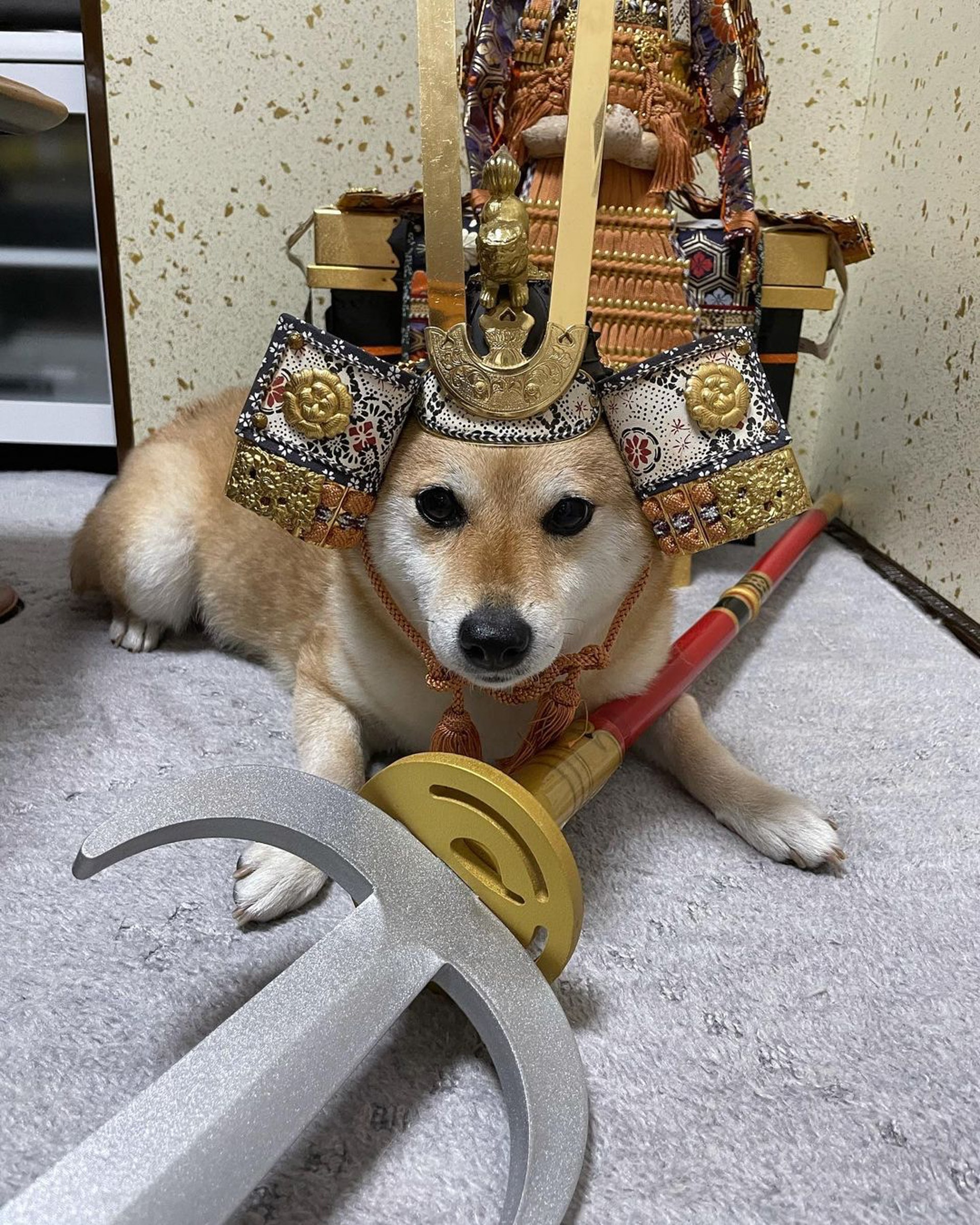 被砖头压住了!影帝柴犬超入戏25个连自己也骗倒的瞬间