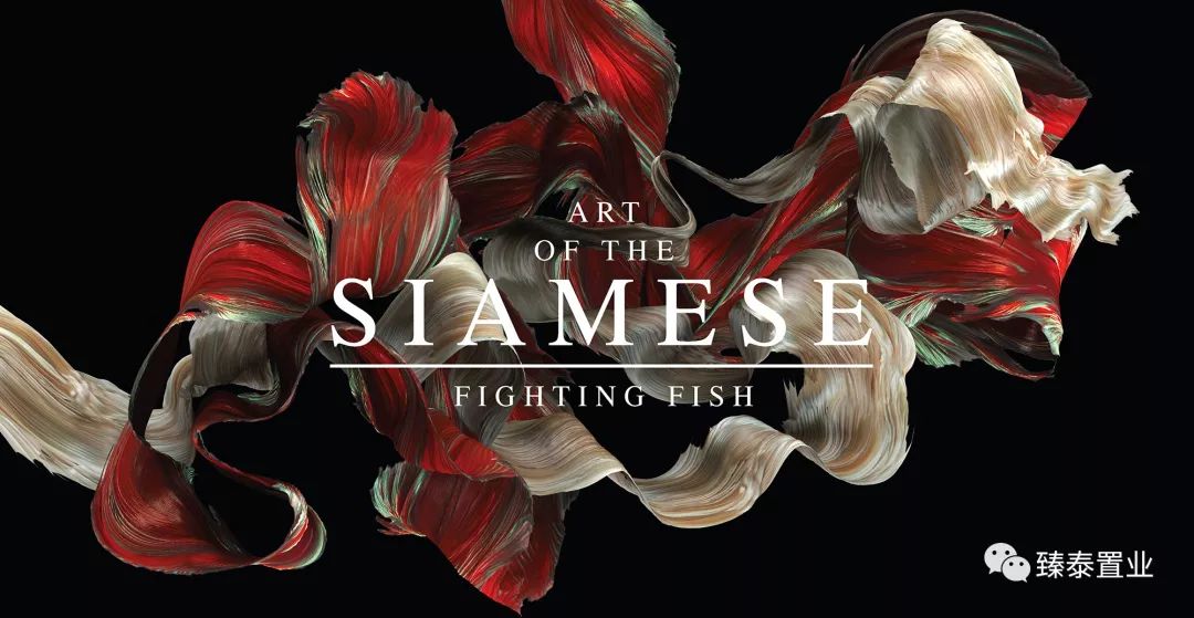 暹罗斗鱼——色与美的战舞