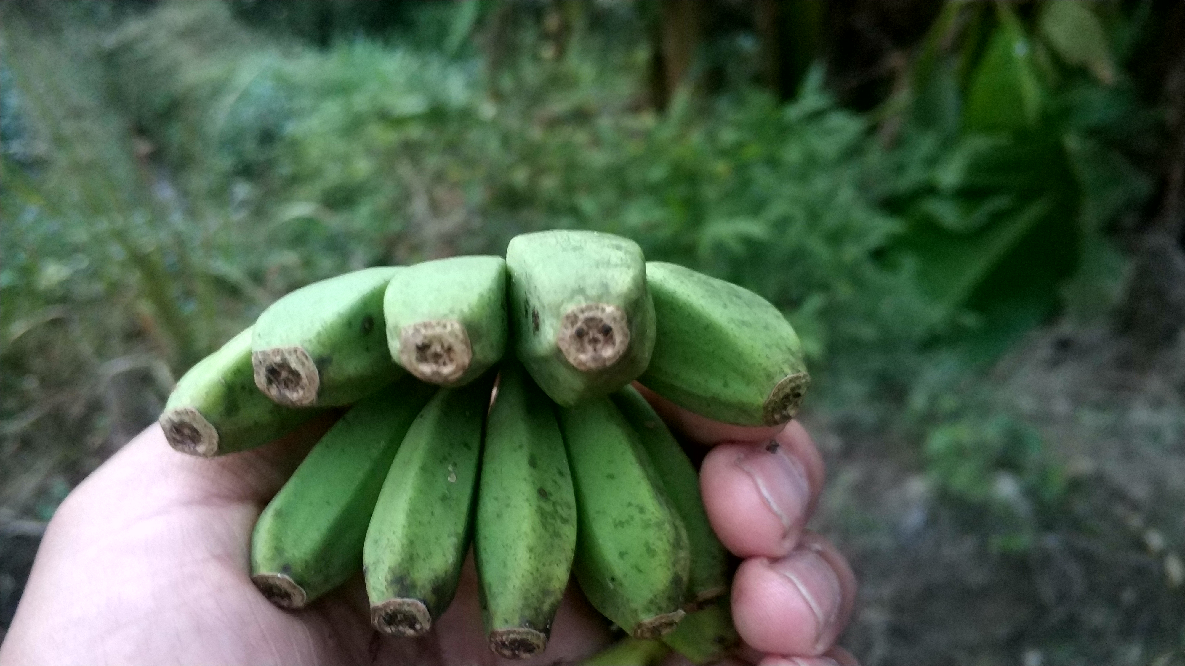 芭蕉树结的果是香蕉吗,香蕉树上有芭蕉树吗