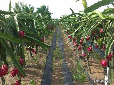 金都一号火龙果种植基地,金都一号火龙果种子种植