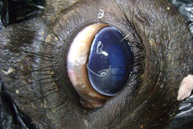 除了近距离接触宠物，不小心碰到苍蝇也可能让你眼中长虫