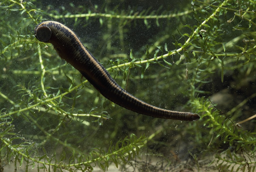 水蛭被吃进肚子里会存活吗,将水蛭放入冰箱还能活