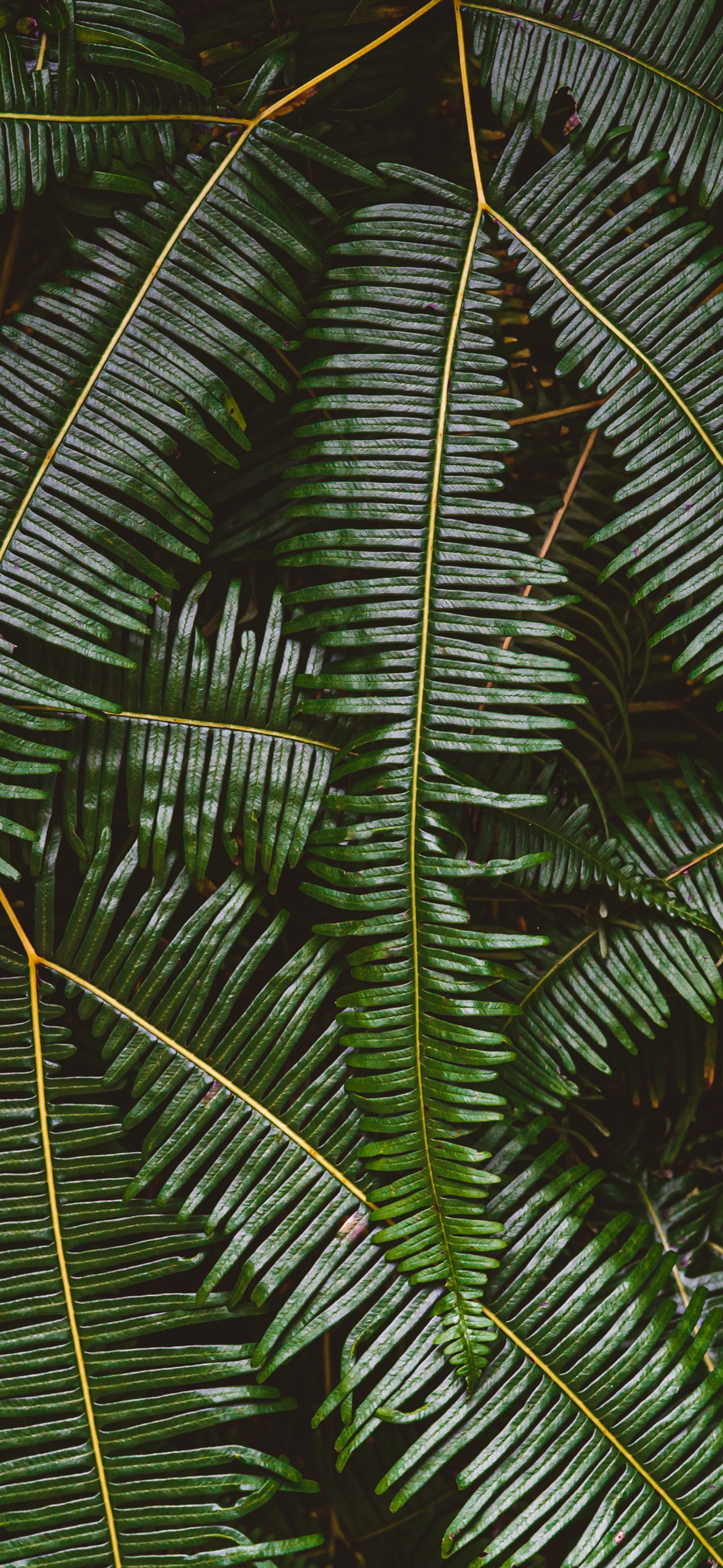 高清风景壁纸｜你静候着秋天的温柔，留我在风景之外