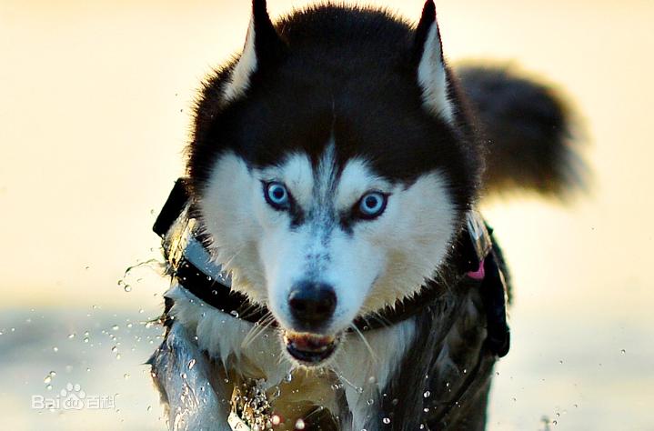 不掉毛无体味性格温顺的小型犬,宠物狗大全表
