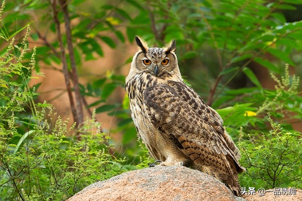 鸟类名字生僻字,带有鸟字的生僻字