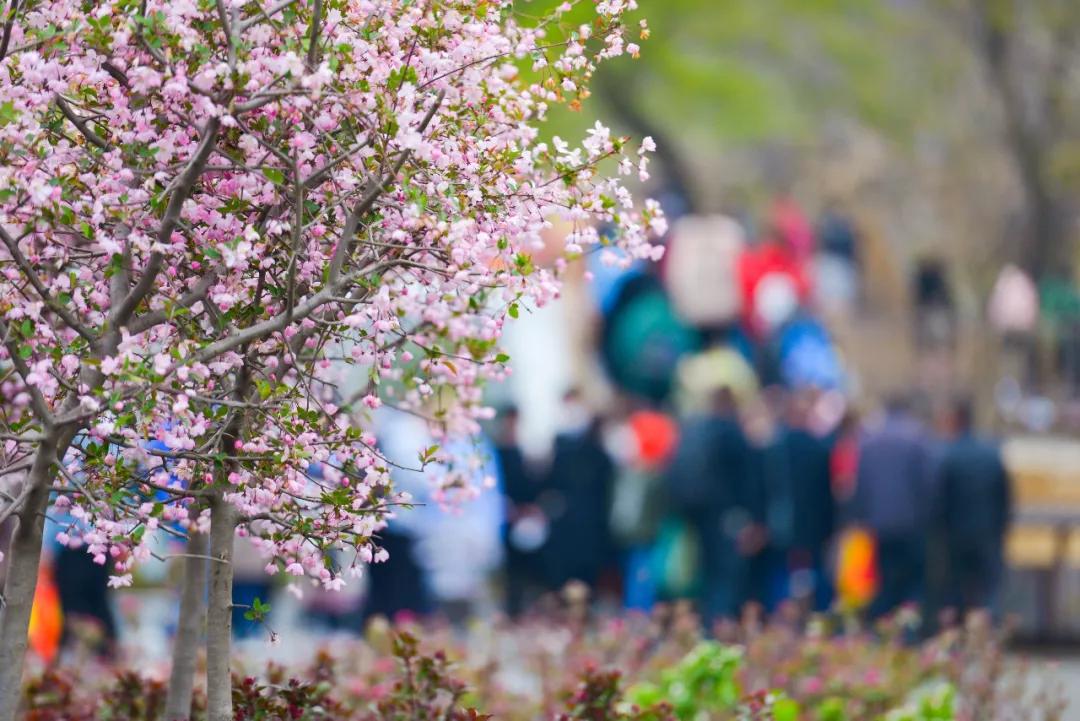 天蒙山踏青赏花,蒙山景区赏花