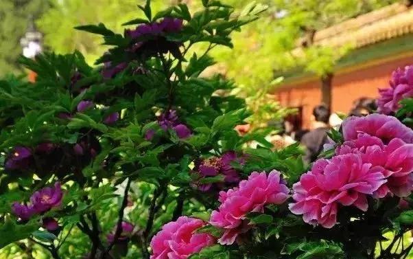 京郊最美的十大花海,京郊这些浪漫花海惊艳初秋的北京