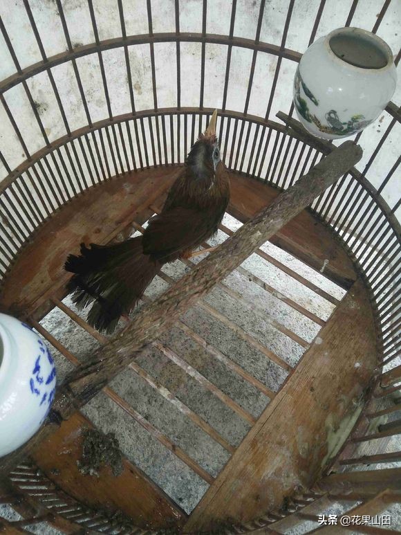 这只画眉鸟好有个性啊,头顶是中分的,不知道做唱鸟如何?求掌眼