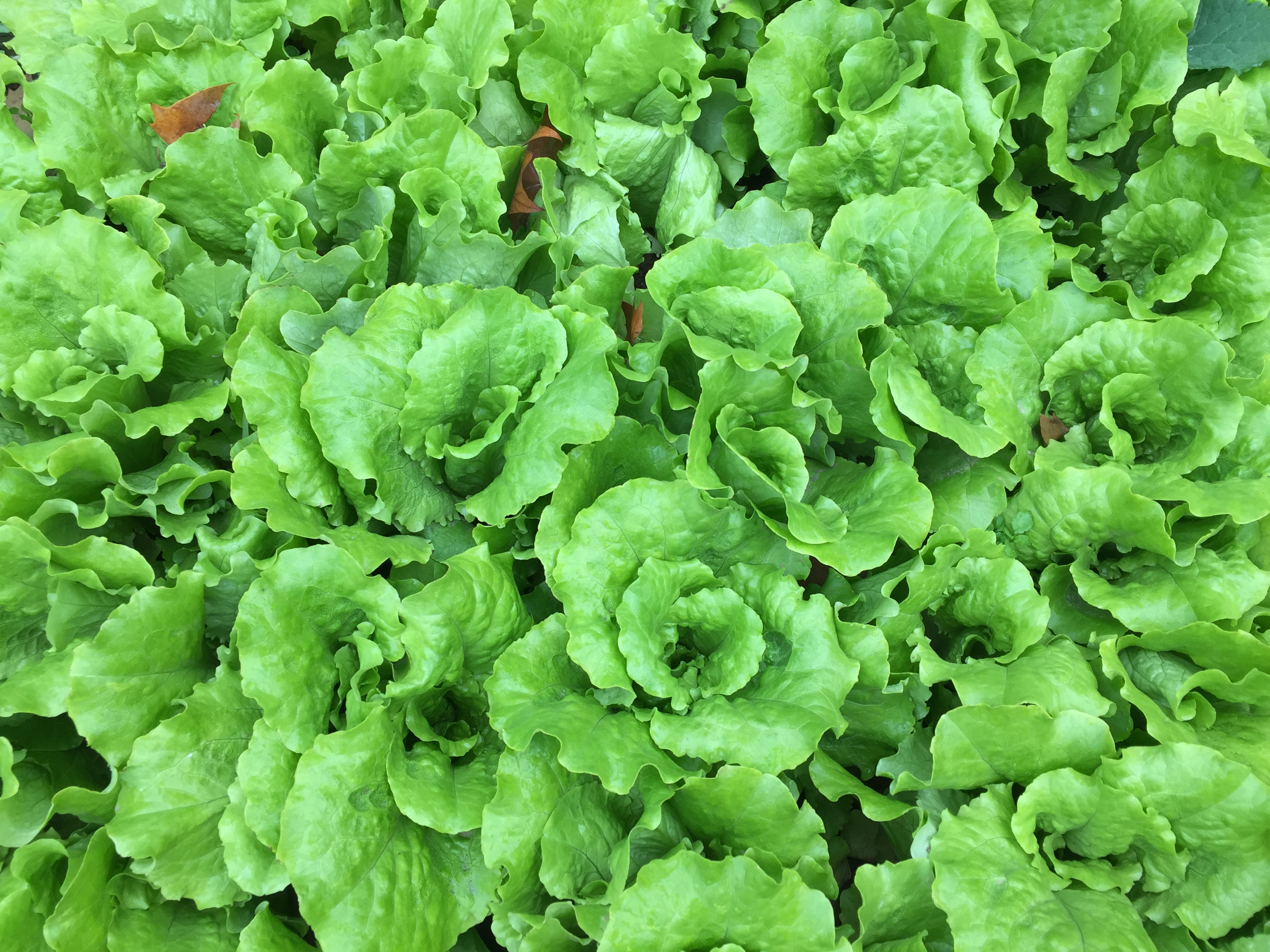 手把手教你种蔬菜免费阅读,手把手教你蔬菜育苗