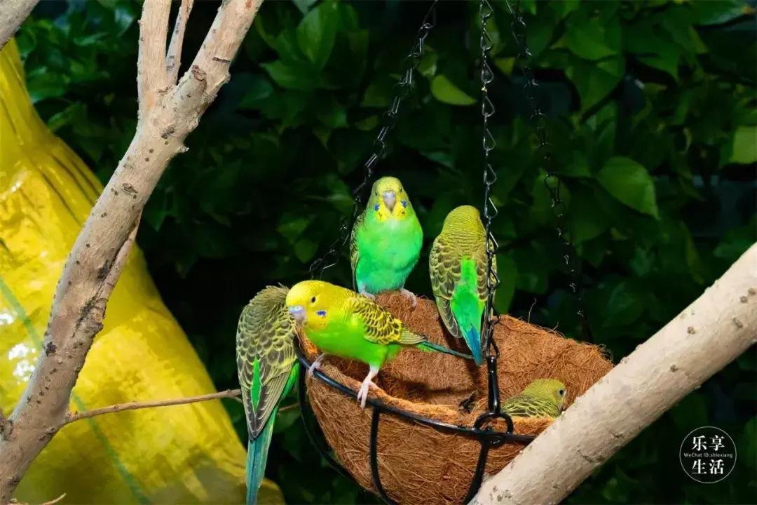 39.9元羊驼,羊驼门票抖音团购