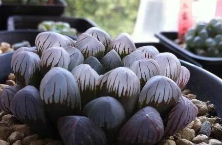 冰灯玉露怎么种植视频讲解,冰灯玉露培植方法是什么