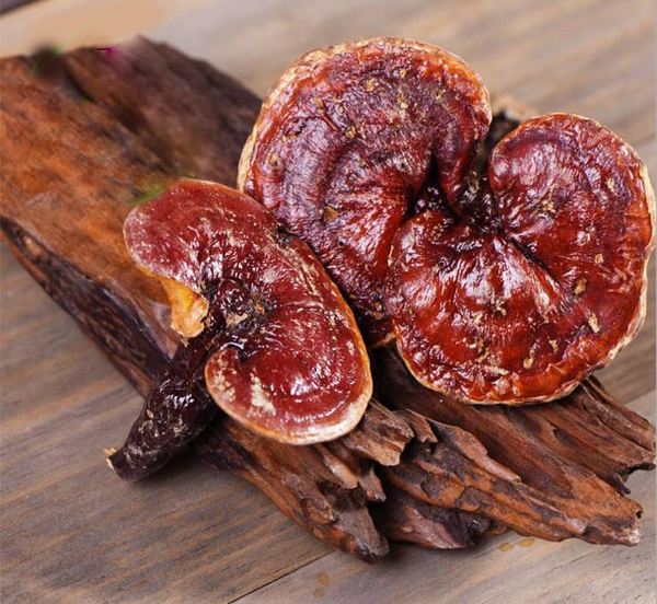 灵芝真假咨询,如何辨别有毒灵芝和无毒灵芝