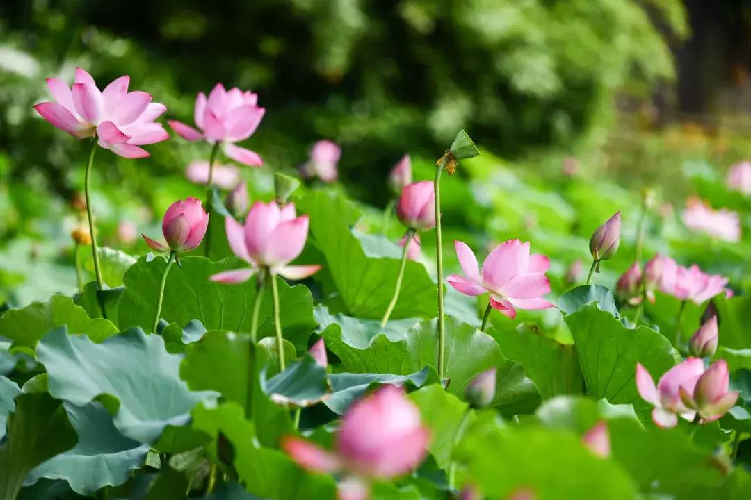 骞垮窞鑽疯姳鏅尯姹夋湇,骞垮窞鑾茶姳灞辫幉鑺辫妭姹夋湇