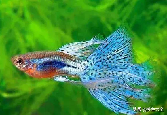 适合裸缸养的中小型热带观赏鱼,水草缸小型热带鱼