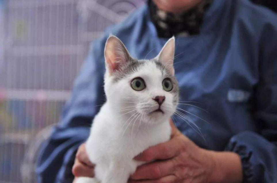 新猫到家很怕主人怎么办,新猫到家如何消除恐惧