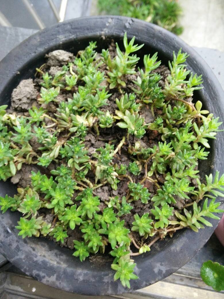 夏天给植物浇水一般是在什么时候,夏天给花浇水是早晨好还是晚上好