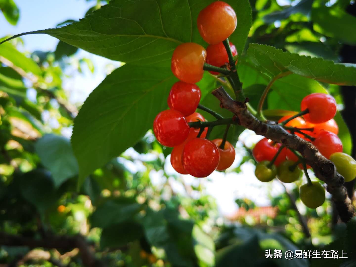 五月份去哪里摘樱桃最好,4月樱桃成熟