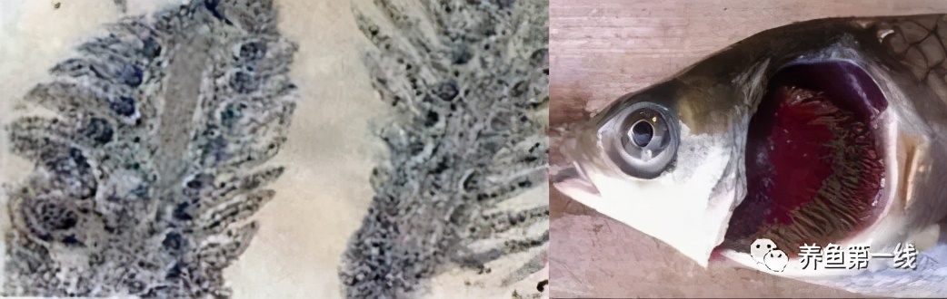 水产鱼鳃虫怎么治疗最好,鱼鳃霉病图片