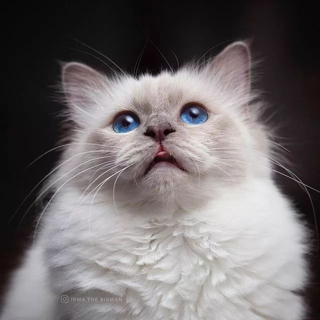 贵族阿比西尼亚猫,神秘的波斯猫