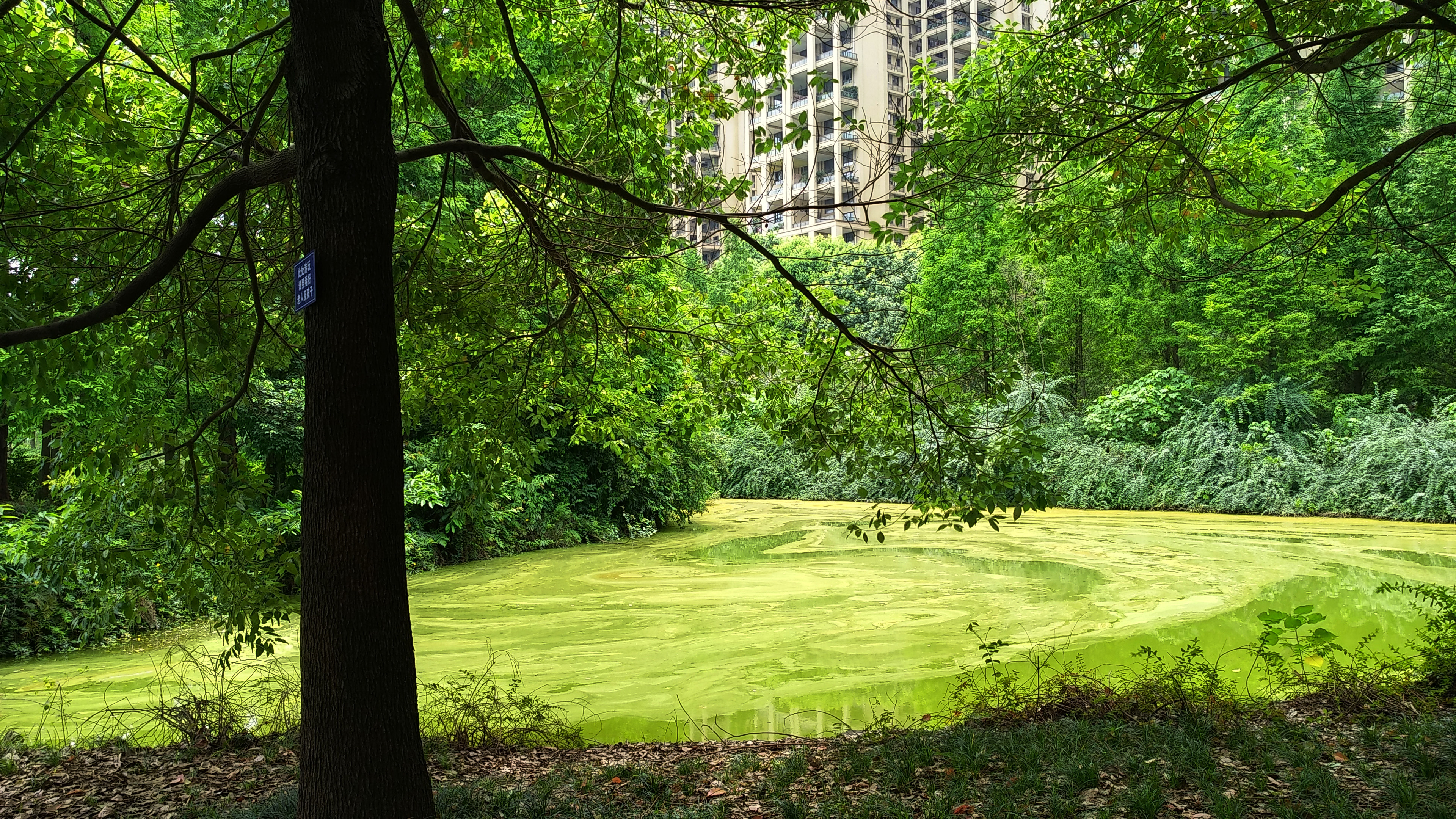 成都南湖公园钓鱼,成都南湖公园