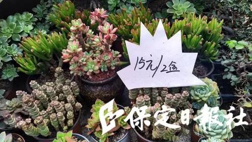 保定最大的花卉批发市场在哪里,保定花卉市场有哪些品种
