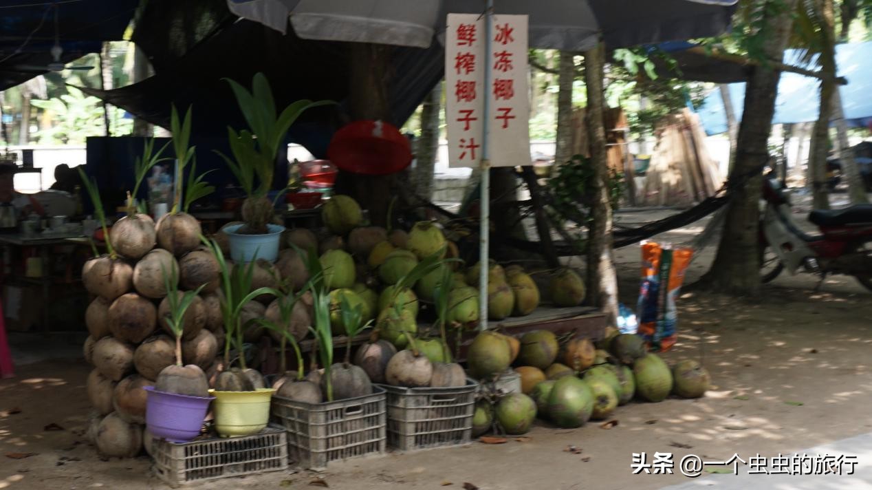 东郊椰林海韵,海韵椰风海南文昌东郊椰林