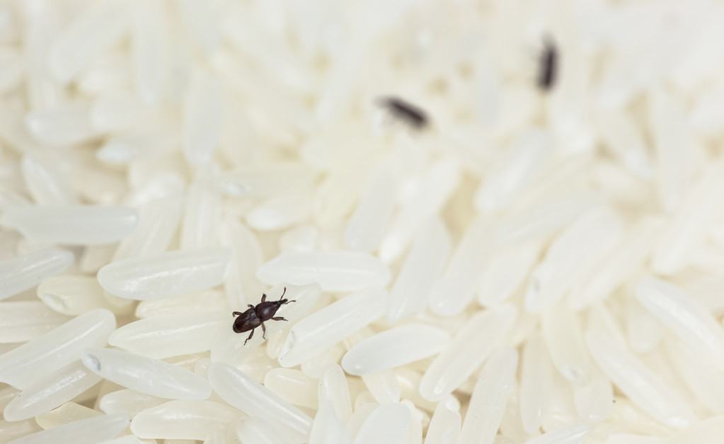 天气转暖怎么预防病虫,天气炎热大米生虫怎么防