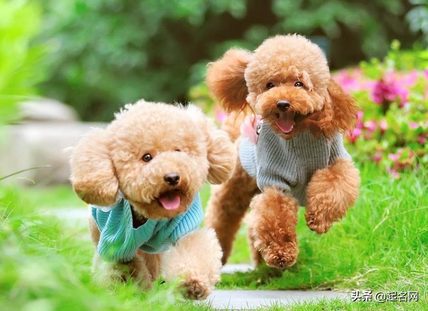 好听又好记的宠物名,有哪些可爱的宠物名