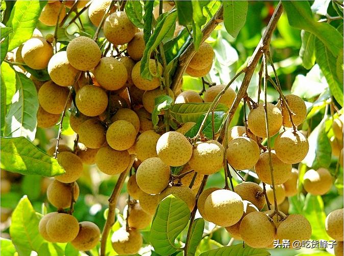 8月，爱吃龙眼的要当心，我也是刚刚才知道，看后记得告诉家里人