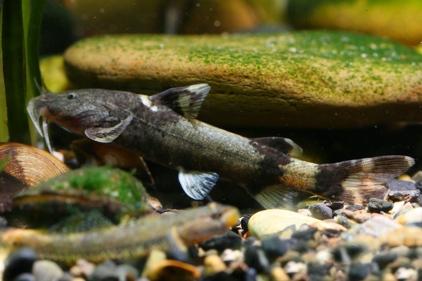 常见观赏鱼有哪些种类,不错的观赏鱼有哪些种类