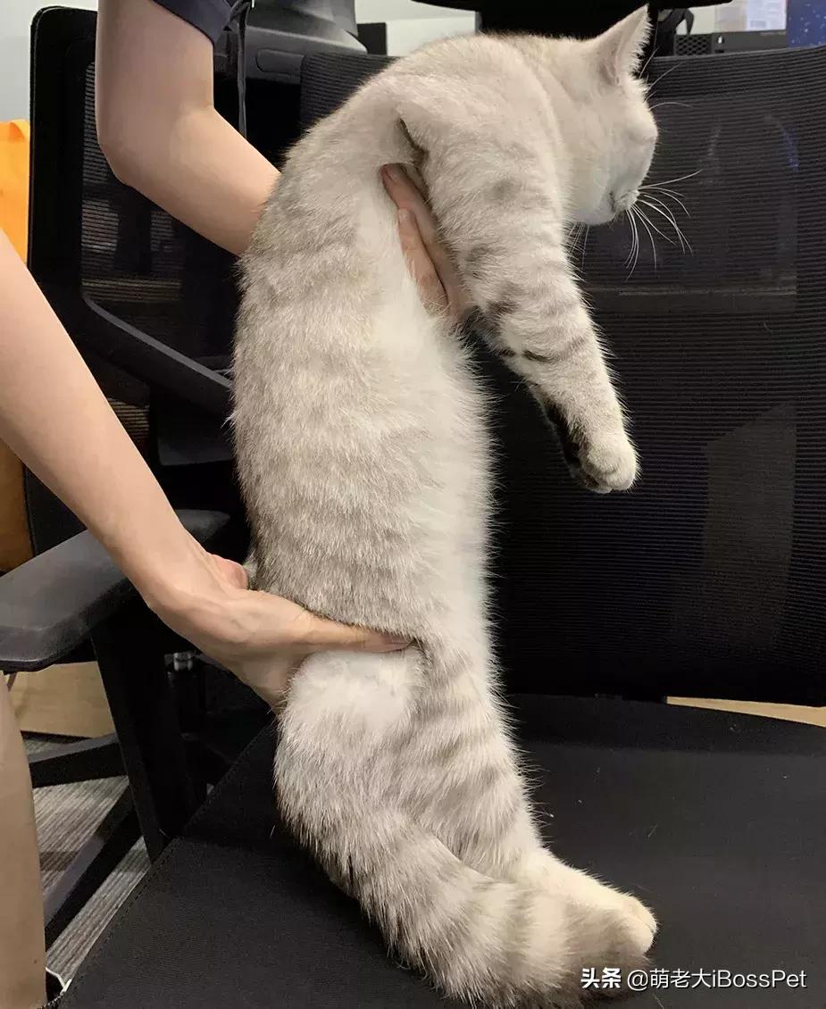 抱猫咪的正确方法,猫咪怎么抱才是正确方式