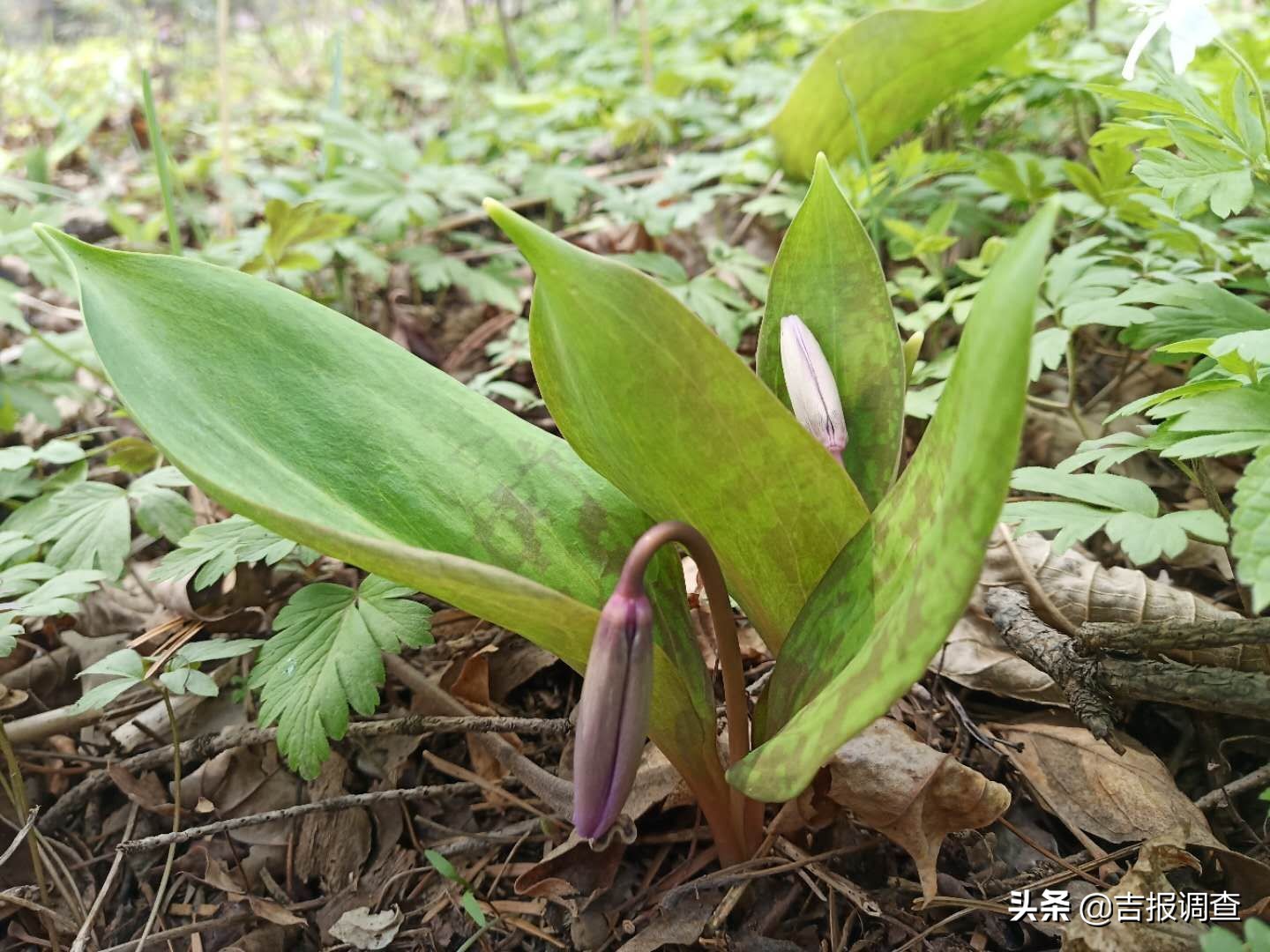 竞相怒放的猪牙花把靖宇所有的山坡装点得妩媚动人！