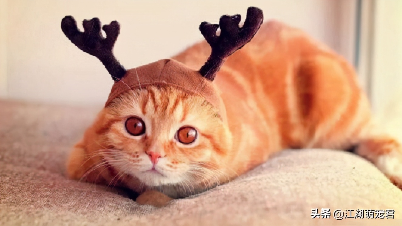 养了猫咪浑身痒怎么回事,养了几年的猫咪突然咬人