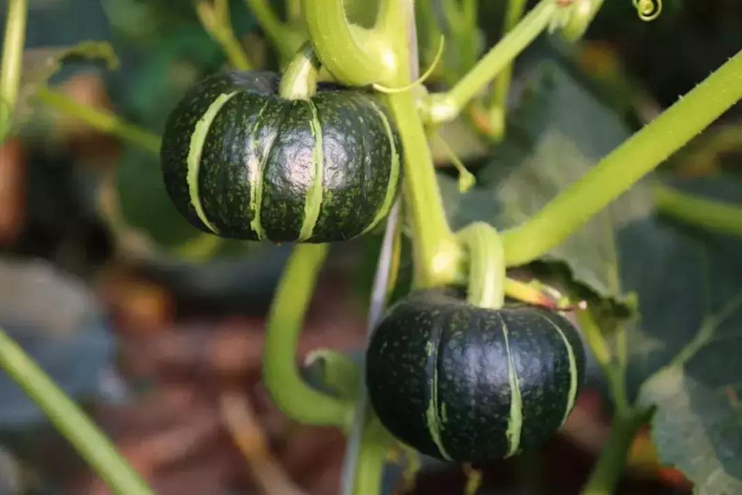 贝贝南瓜和金丝南瓜的区别,板栗南瓜和贝贝南瓜哪个贵