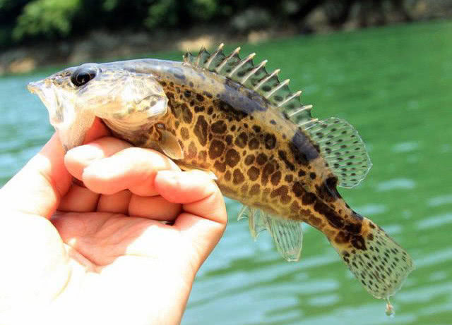 路亚野钓鳜鱼用多长竿,路亚竿野钓鳜鱼