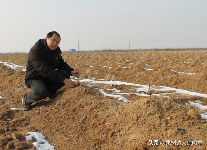 春天桃树育苗方法最快,春季栽桃树要注意什么