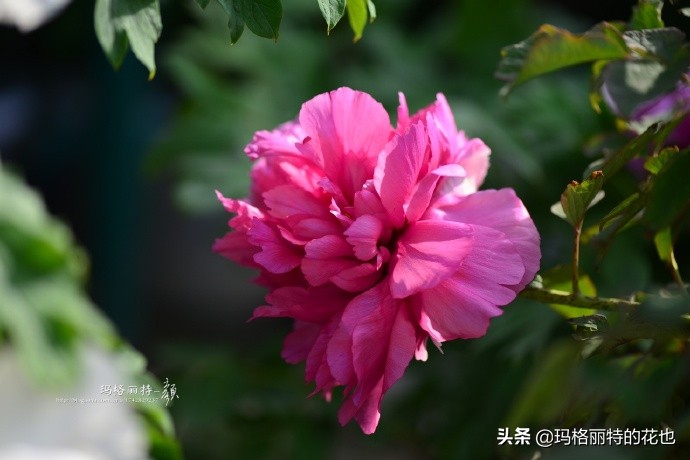 历史悠久的十大名花（海量美图），你选哪个做国花？