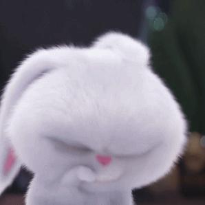 兔子做过什么不可思议的事,当兔子遇到小主人会怎样