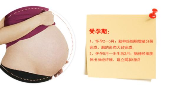 孕妇需要额外的补充dha吗 (孕妇和宝宝都需要额外补dha)