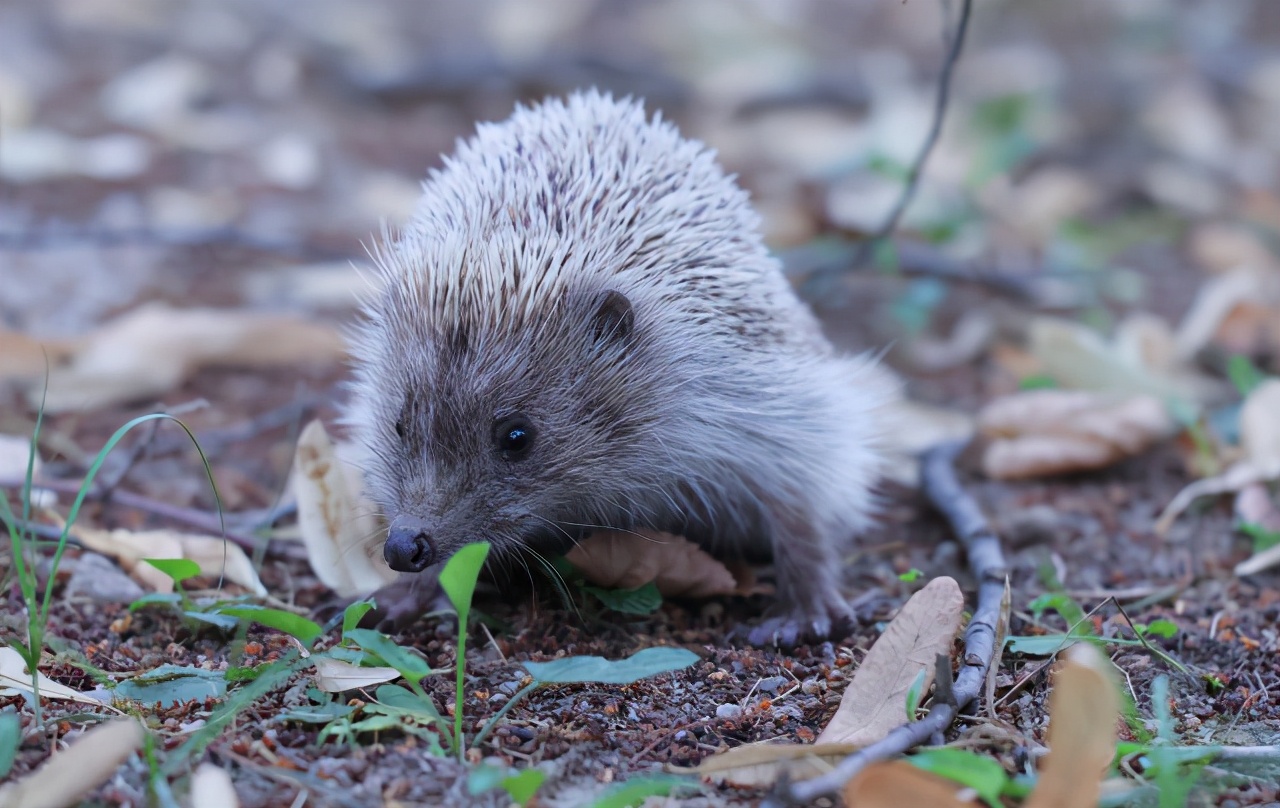 佳能最值得买的三个镜头,佳能全画幅无反推荐