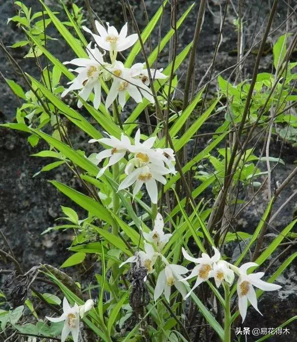 笋兰是名贵兰花吗,深山里又发现好多珍贵兰花品种