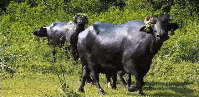 水牛奶的口感什么样,水牛奶指的是什么