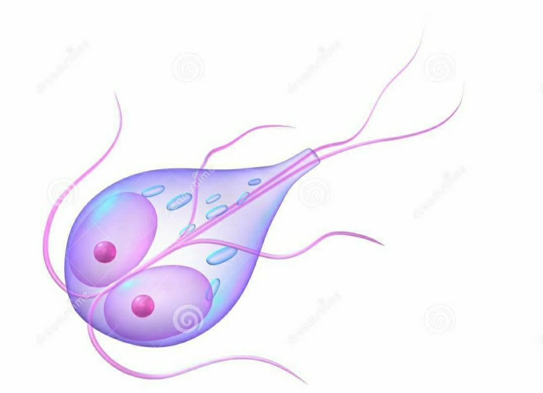 宠物寄生虫清除全过程,猫狗寄生虫治疗方法