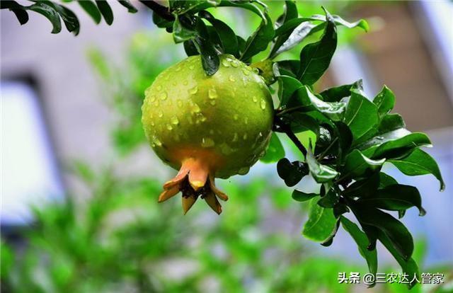 危害石榴的害虫,石榴景观树害虫有哪些