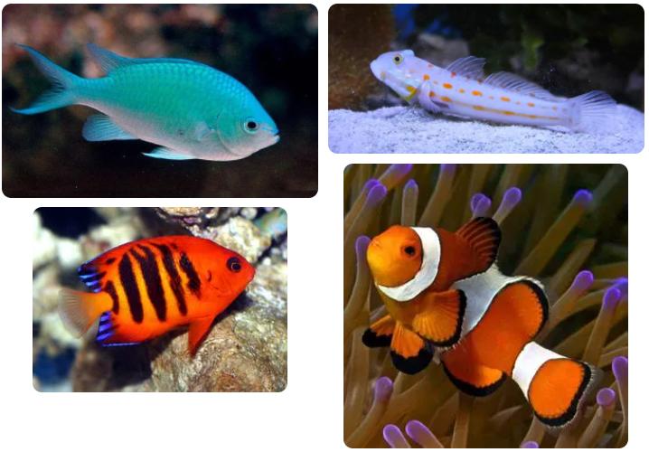 海精灵鱼友快问快答，这些你都知道吗？