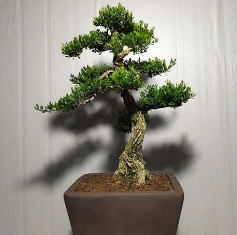 网购黄杨上盆后20天后黄叶怎么办,黄杨盆景黄叶怎么办