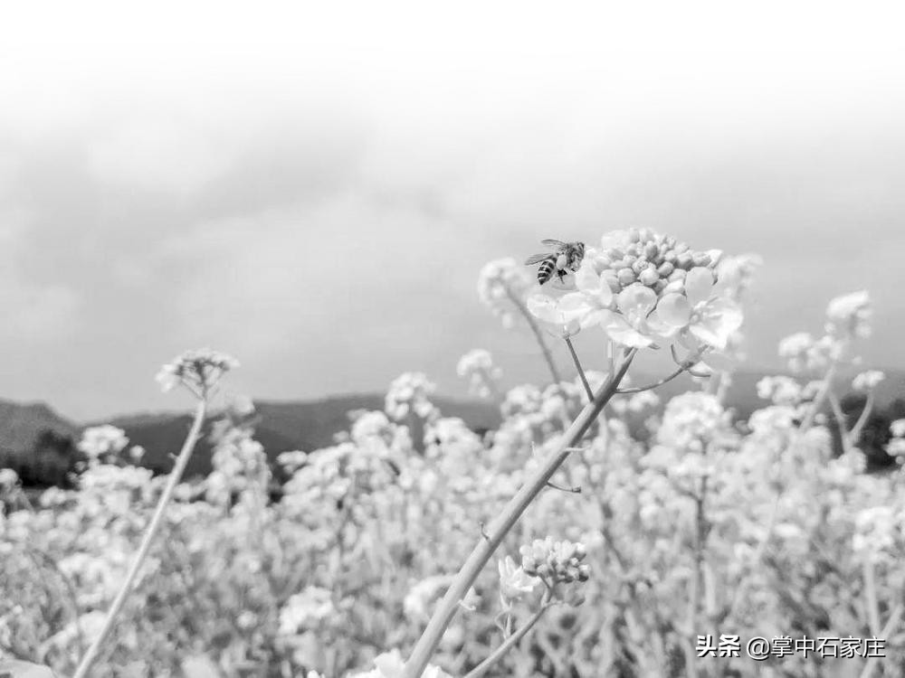 亲子采摘研学旅行,春播秋收万亩稻田研学之旅