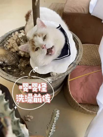 全网最委屈的猫主子,全网最委屈的小奶猫