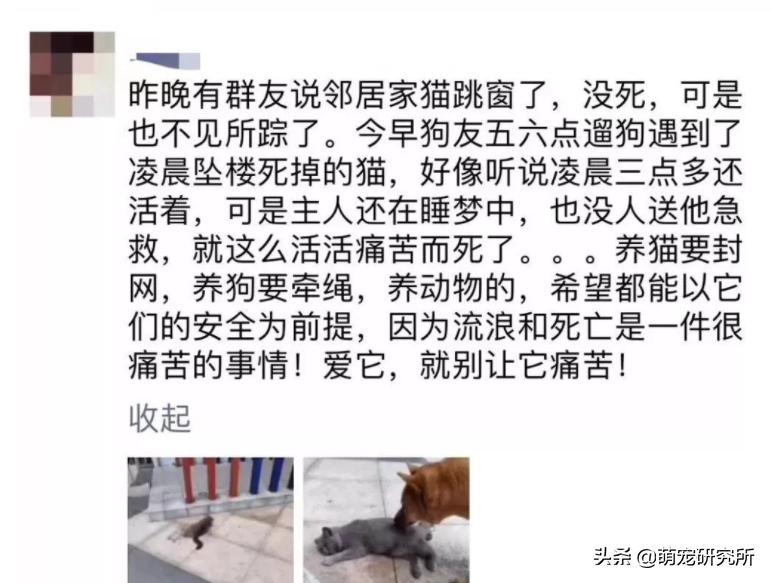 猫咪意外坠楼死了灵魂在家吗,猫死在窗户下好不好