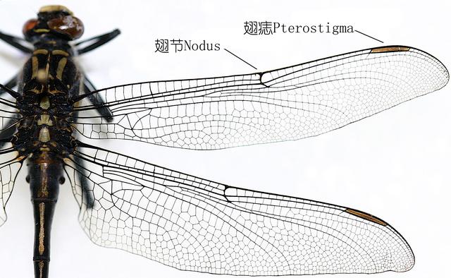 夏天捕捉蜻蜓,夏天捉飞虫